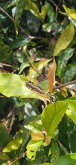 Orthetrum sabina
