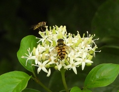 Myathropa florea