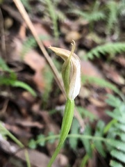 Pterostylis hildae