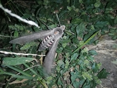 Agrius convolvuli