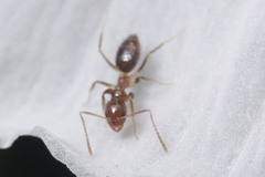 Nylanderia