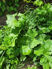 Petasites spurius