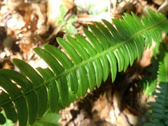 Struthiopteris spicant