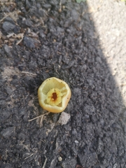 Hypholoma fasciculare