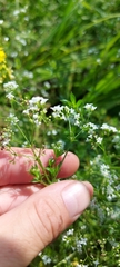 Galium rivale