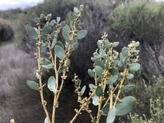 Acacia brachybotrya