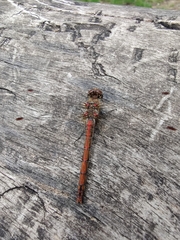 Sympetrum striolatum