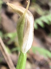 Pterostylis hildae