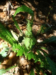 Struthiopteris spicant