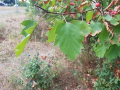 Torminalis glaberrima