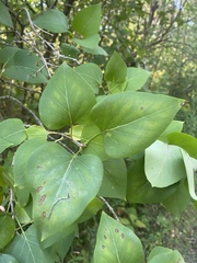 Syringa vulgaris
