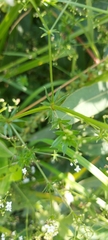 Galium rivale