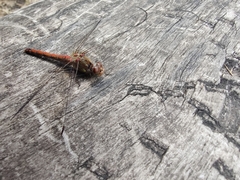 Sympetrum striolatum