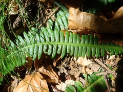 Struthiopteris spicant
