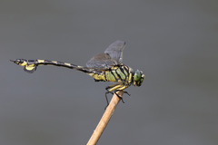 Sinictinogomphus clavatus