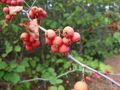 Torminalis glaberrima