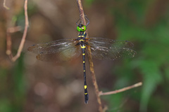 Macromia urania