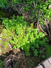 Mentha aquatica