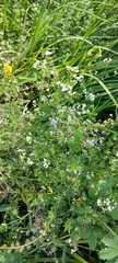 Galium rivale