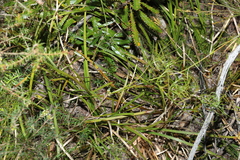 Lomandra
