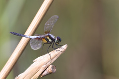 Brachydiplax chalybea
