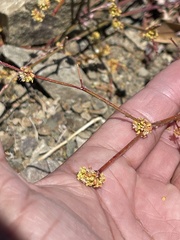 Eriogonum gracile
