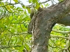 Callosciurus finlaysonii