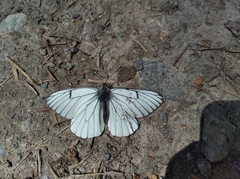 Aporia crataegi