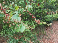 Torminalis glaberrima