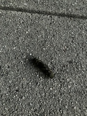 Cicadoidea