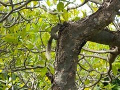 Callosciurus finlaysonii