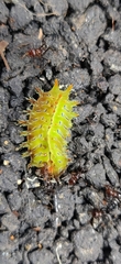 Zygaenoidea