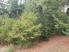 Torminalis glaberrima