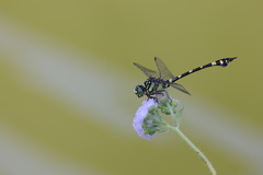 Ictinogomphus rapax