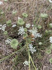 Daucus carota