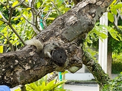 Callosciurus finlaysonii