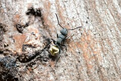 Polyrhachis erato