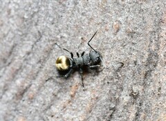 Polyrhachis erato