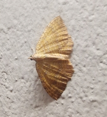 Camptogramma bilineata