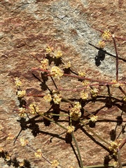 Eriogonum gracile