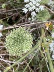 Daucus carota