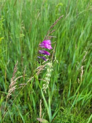 Gladiolus imbricatus