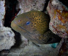 Gymnothorax javanicus