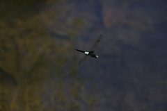 Pseudothemis zonata