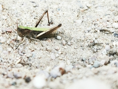 Chorthippus dorsatus