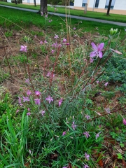 Chamaenerion dodonaei