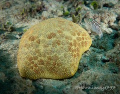 Canthigaster jactator