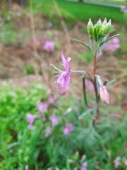 Chamaenerion dodonaei