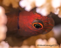 Cirripectes vanderbilti