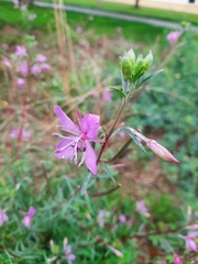 Chamaenerion dodonaei